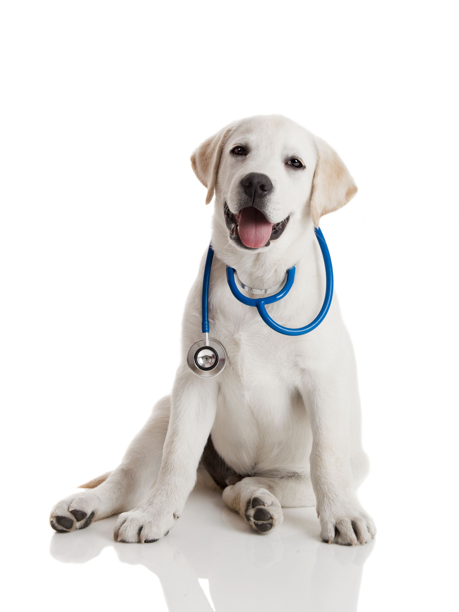 How Much to Get a Pet Treated with the Pet Doctor in Oahu