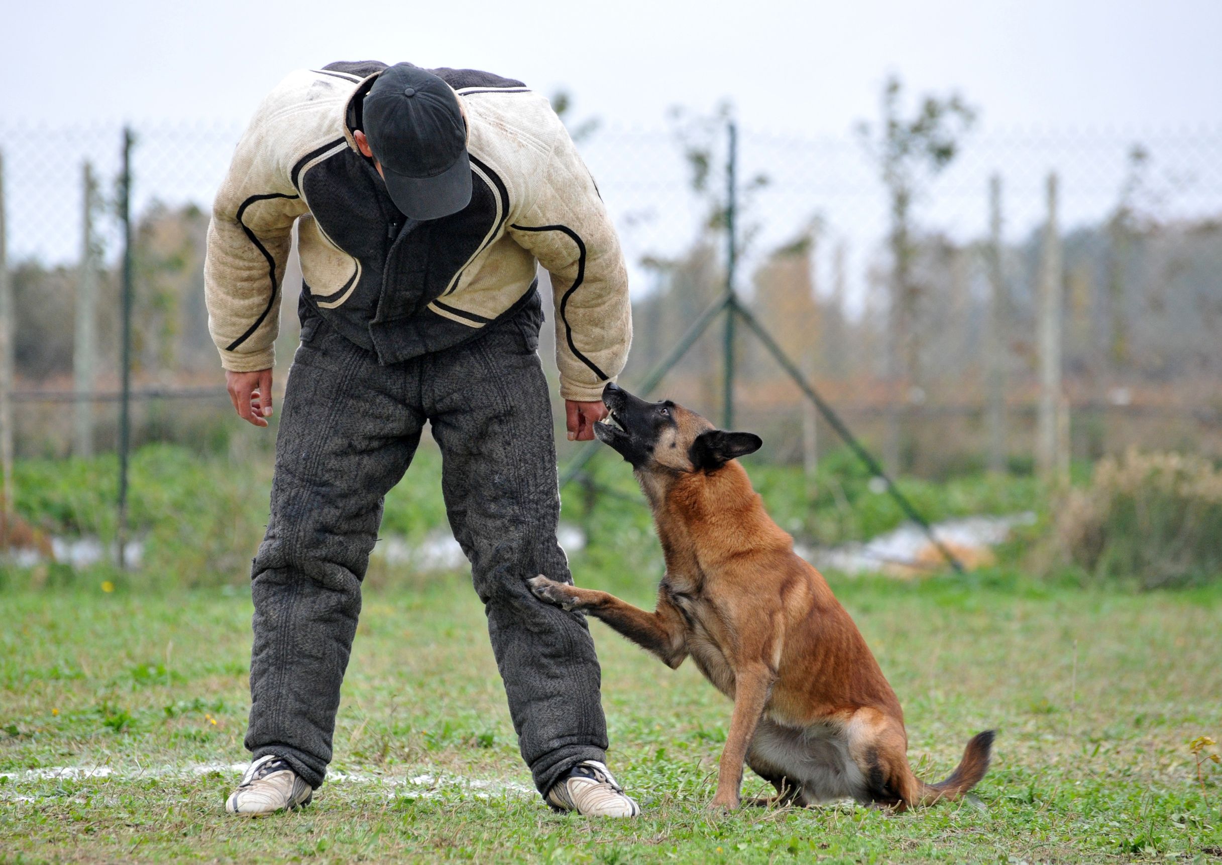 Dog Trainers in Chicago Can Often Help Even the Most Troublesome Pets