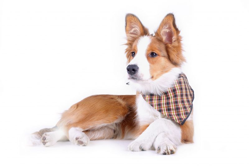 Pet Clothing Such as Dog Coats in Corvallis, OR Can Make Your Pet Comfortable and Happy