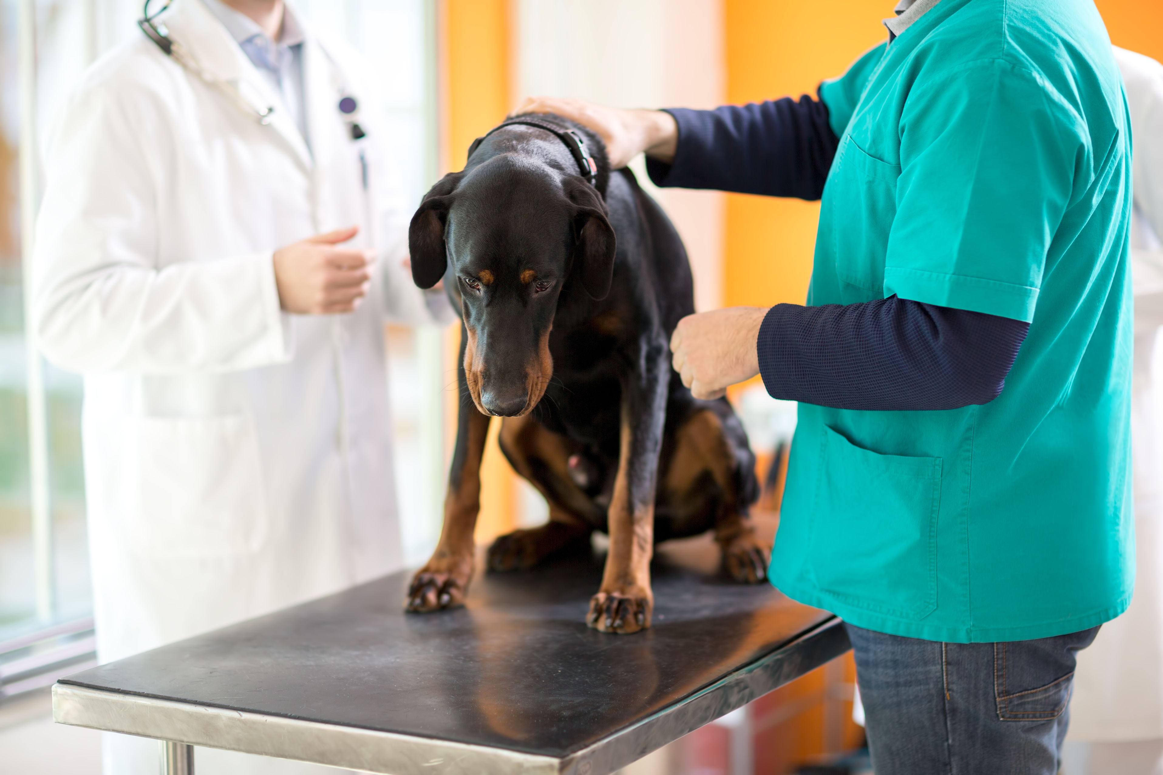 Questions To Ask When Looking For A Pet Clinic in Murrieta CA