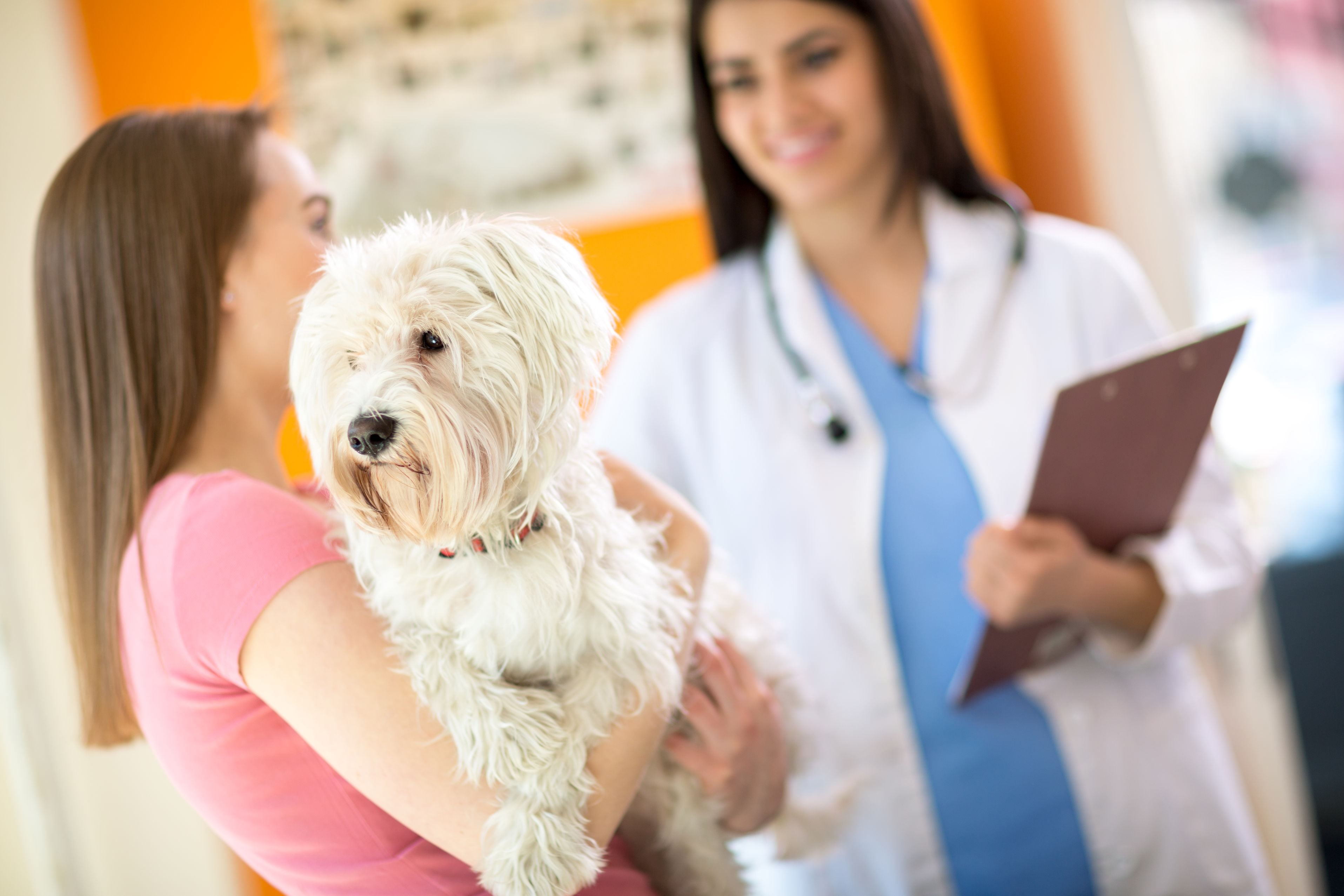 When to Seek Care at a Veterinary Hospital in Gaithersburg