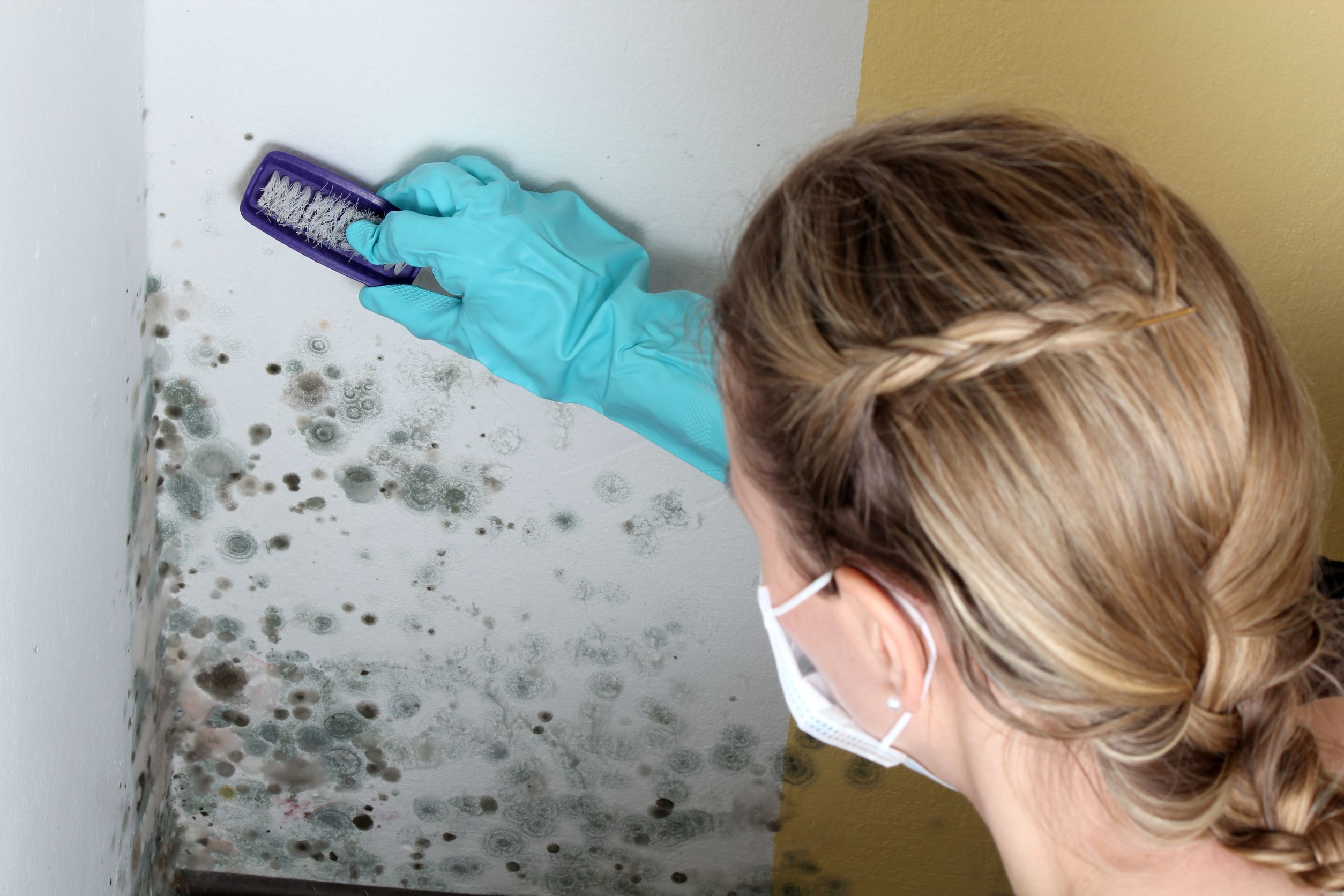 When You Need Mold Removal in Alexandria VA