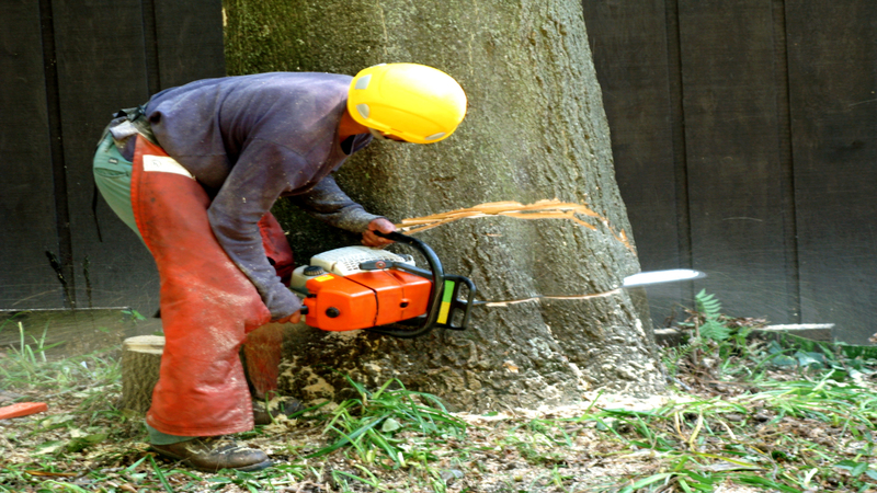 Hiring a Tree Removal Service in Marietta, GA