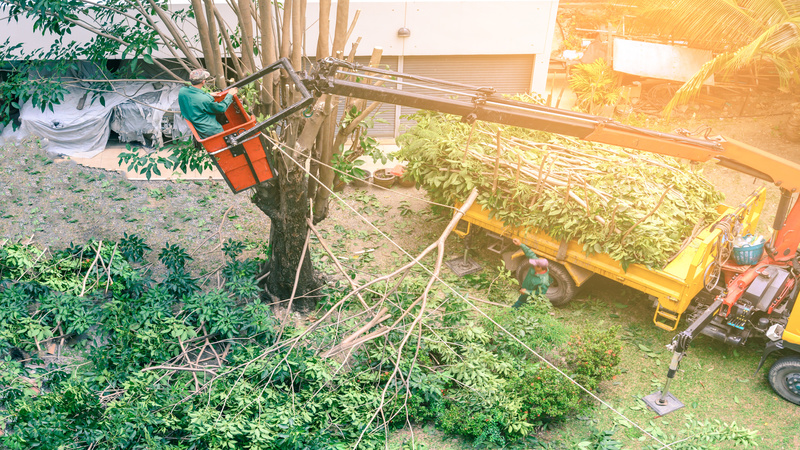 Caring for Your Trees, Enhancing Your Landscape: Expert Tree Services in Eugene, OR