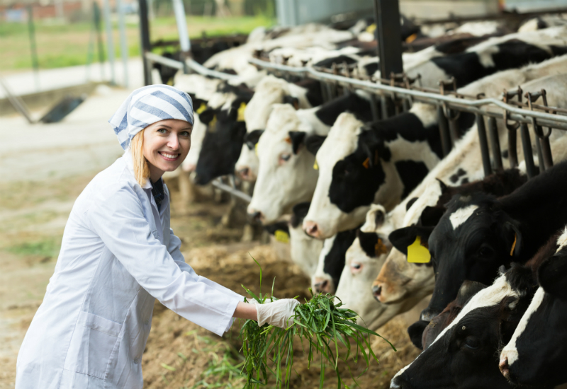 3 Mistakes Farmers Make When Looking for Angus Cattle for Sale