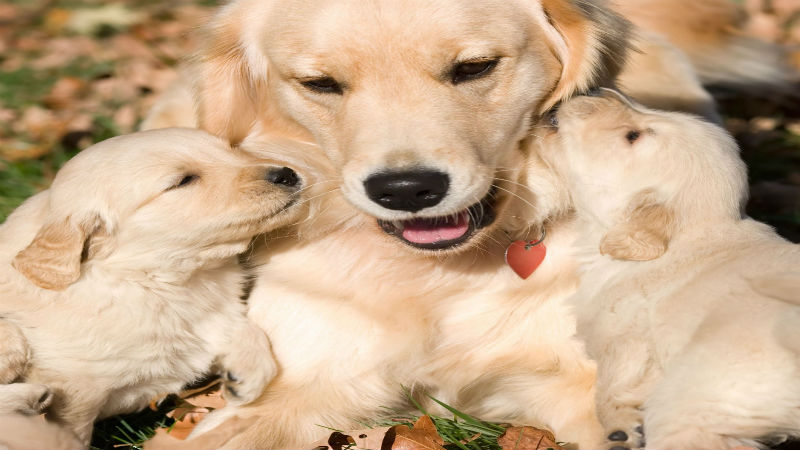 A Dog Groomer in Loveland Can Bring Out the Best in Your Pup