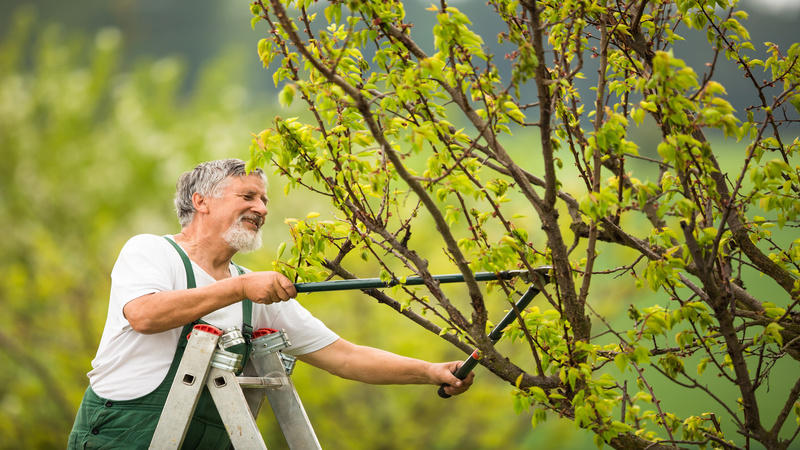 Hiring A Tree Removal Service in Fayetteville GA