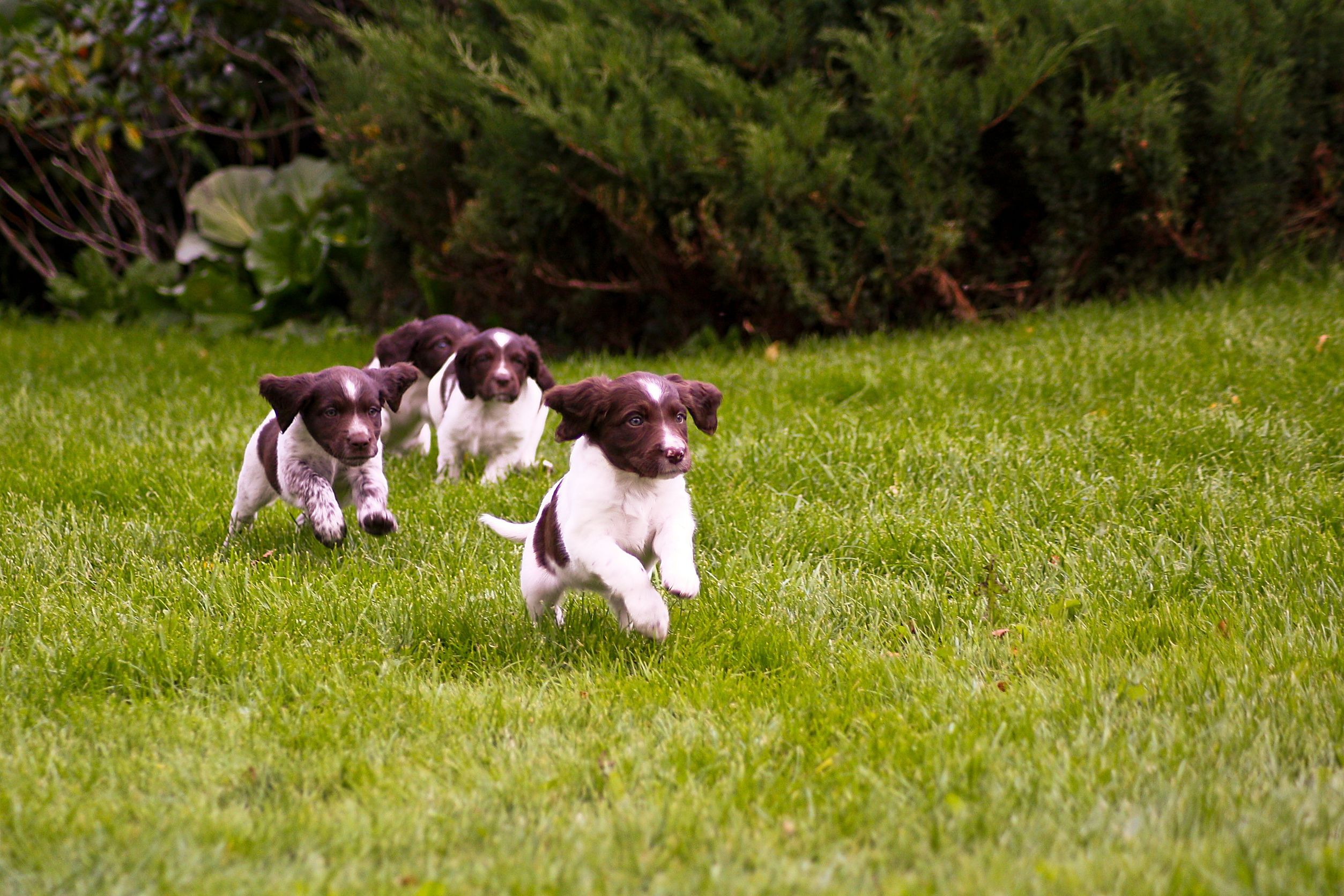 Pamper Your Pup With a Doggy Spa in Denver