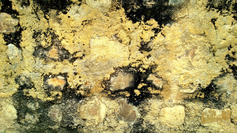 Get Help with Mold Remediation in Dallas Today