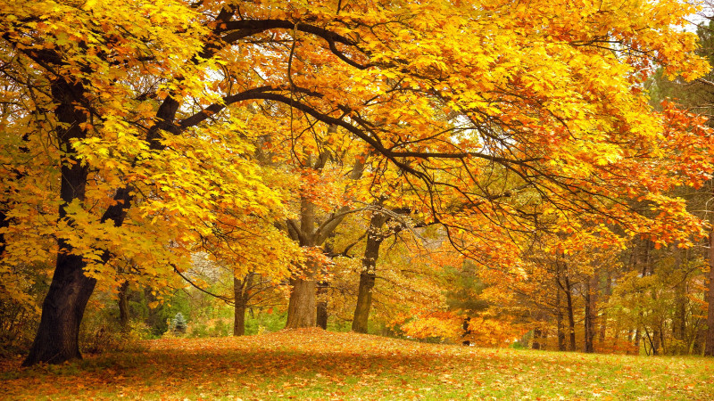 Problems with Your Trees in St. Petersburg, FL? Call a Tree Service!