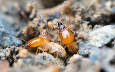 Important Reasons to Have a Termite Inspection in NJ