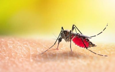 Your Guide to Mosquito Services in Jeffersonville, IN