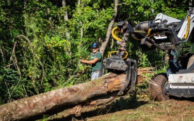 Master the Basics: Your Essential Guide to Stump Grinding Services in Senoia, GA