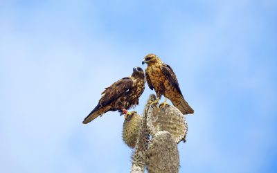 Effective Wildlife Removal in Longview, WA: Protect Your Property Today