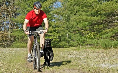 From Central Park To The Streets: Dog Walking In NYC For Every Dog